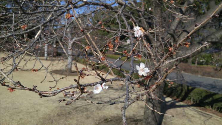 寒桜